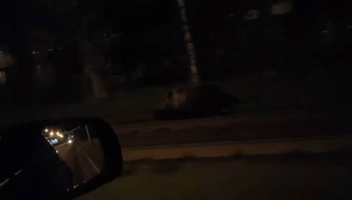 Медведя, напавшего на прохожего в Ярославле, сняли на видео