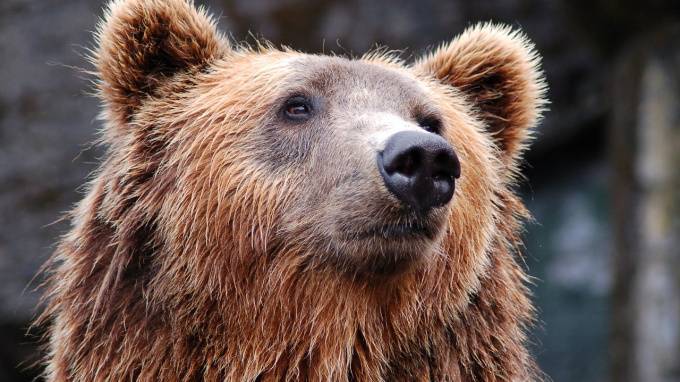 В Ярославле медведь напал на человека