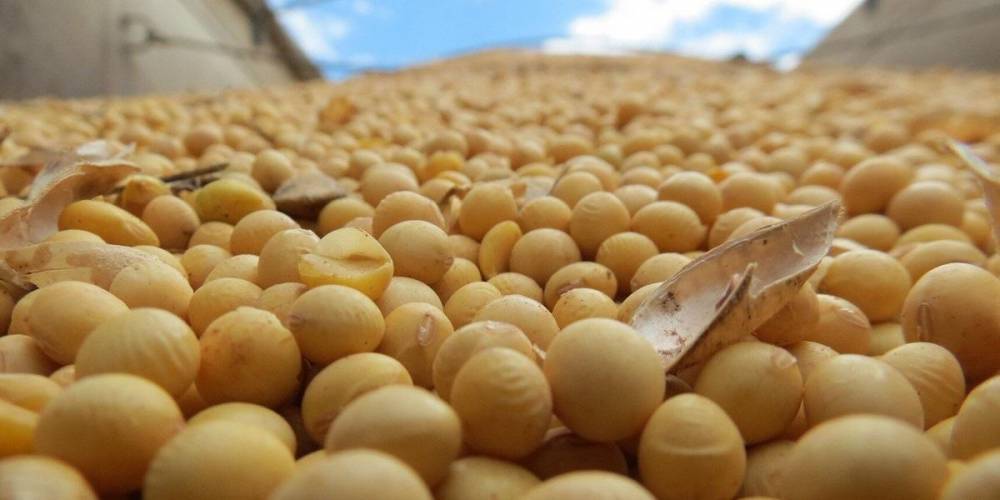 Минсельхоз поддержал импорт продуктов с ГМО