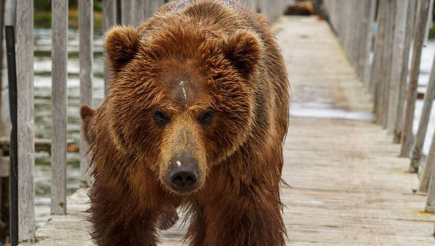 В Ярославле на мужчину напал медведь