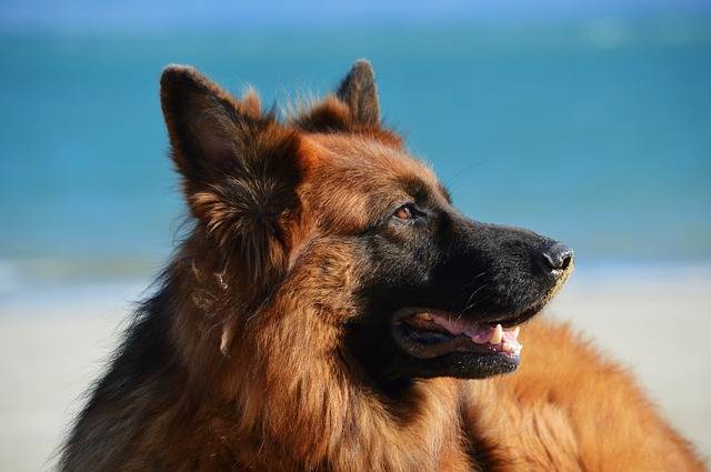 Как правильно переводить возраст собаки в «человеческие года»: ученые нашли новый способ - Cursorinfo: главные новости Израиля