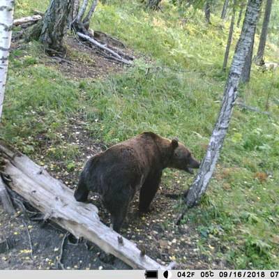 В Ярославле медведь вышел из леса и напал на мужчину, но его спасли таксисты