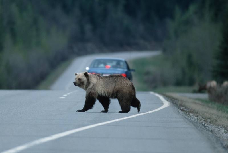 Таксист спас жителя Ярославля от медведя