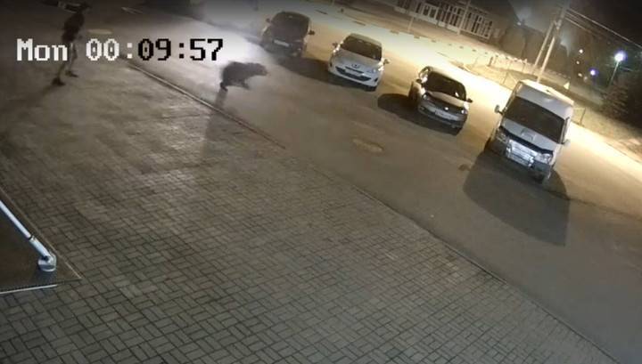 Момент нападения медведя на человека в Ярославле попал на видео