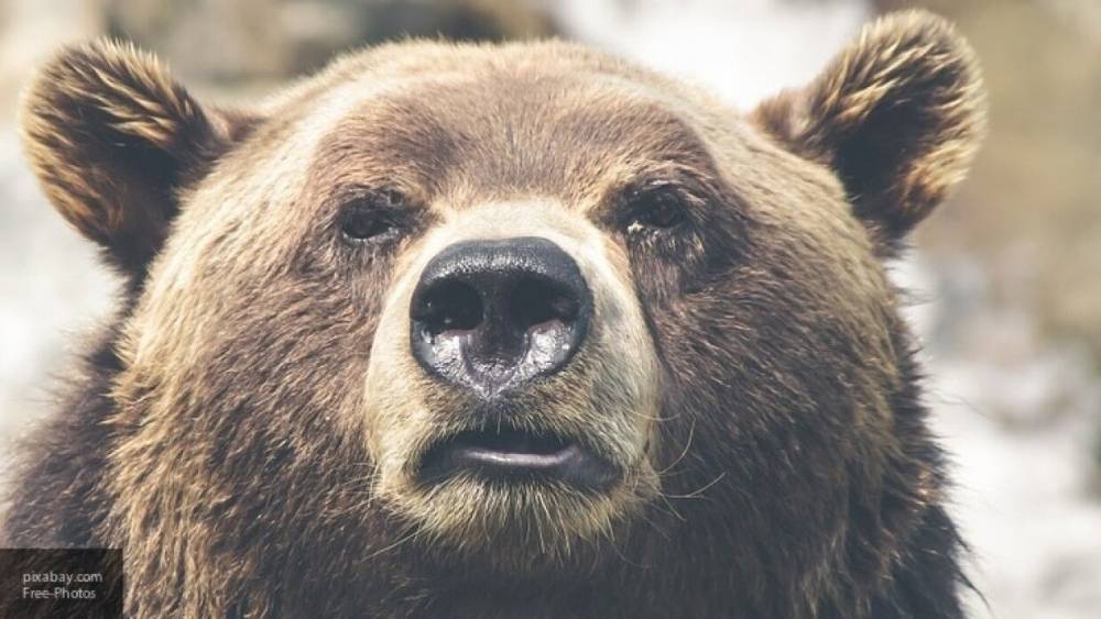 Таксист спас жителя Ярославля от нападения медведя