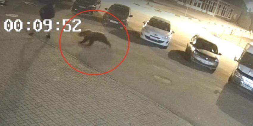 Жителя Ярославля в центре города атаковал медведь