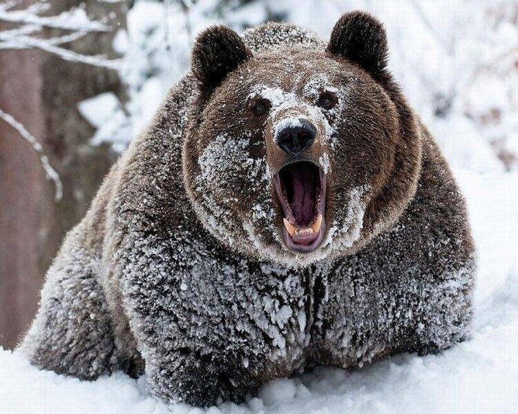 Медведь напал на жителя Ярославля и прокусил ему бедро