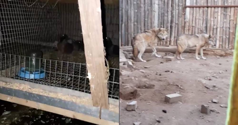 В Набережных Челнах животных из зоопарка оставили умирать с голоду