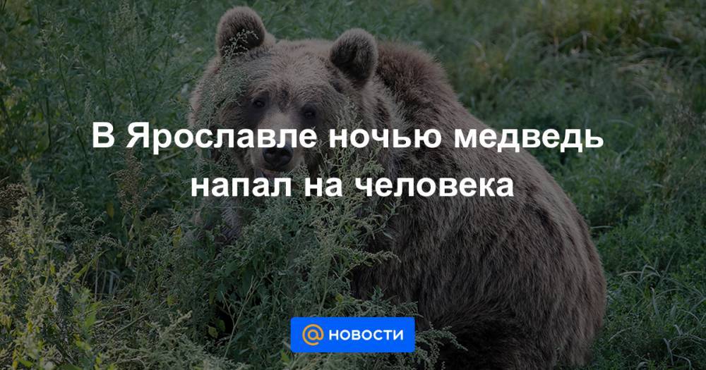 В Ярославле ночью медведь напал на человека