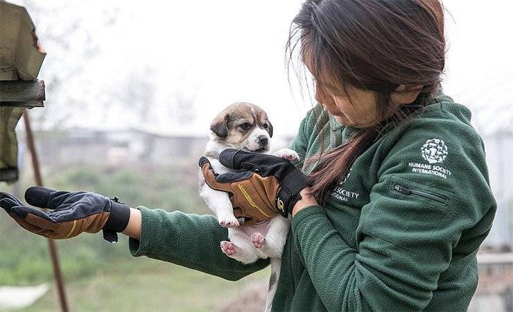 История 70 собак, которых должны были съесть в Корее, но из-за коронавируса их успели спасти