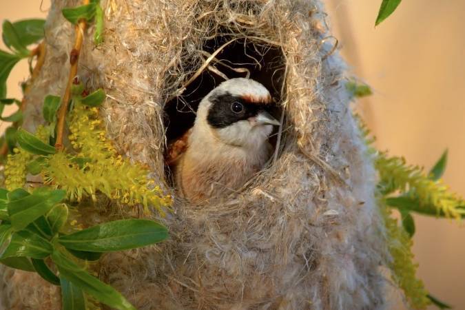 Пушистое гнездо краснокнижной птицы заметили в Москве