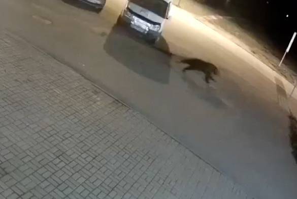 Видео нападения медведя на мужчину в Ярославле попало в Сеть