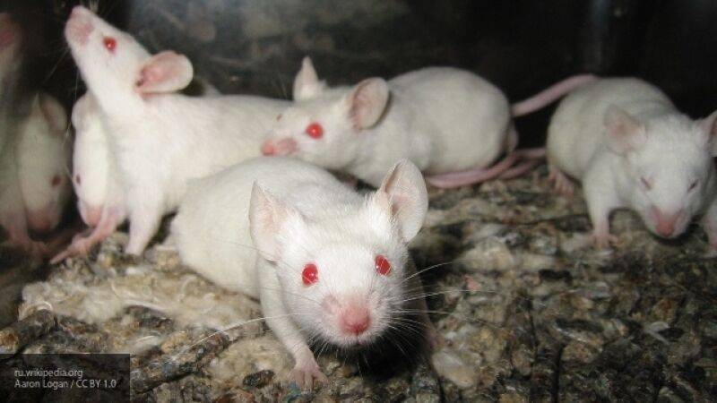 Российские вирусологи отредактировали геном мышей для создания вакцины от COVID-19