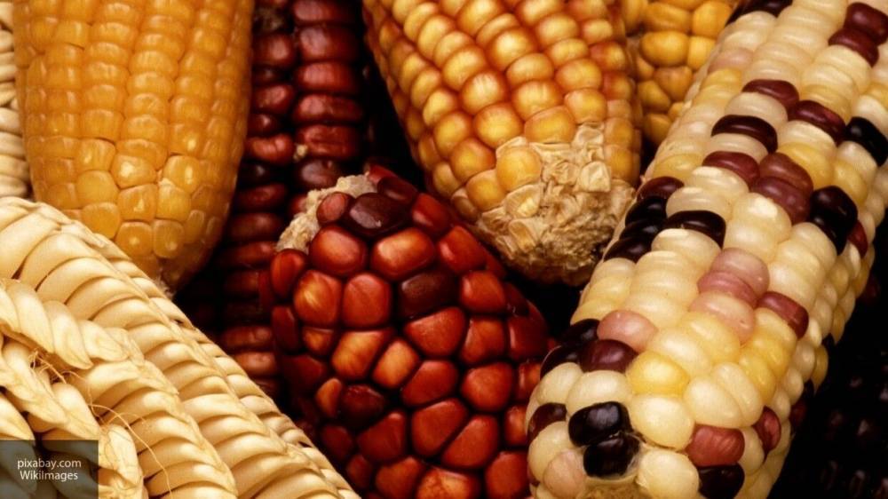 Минсельхоз РФ предложил упростить поставку продуктов с ГМО на российский рынок