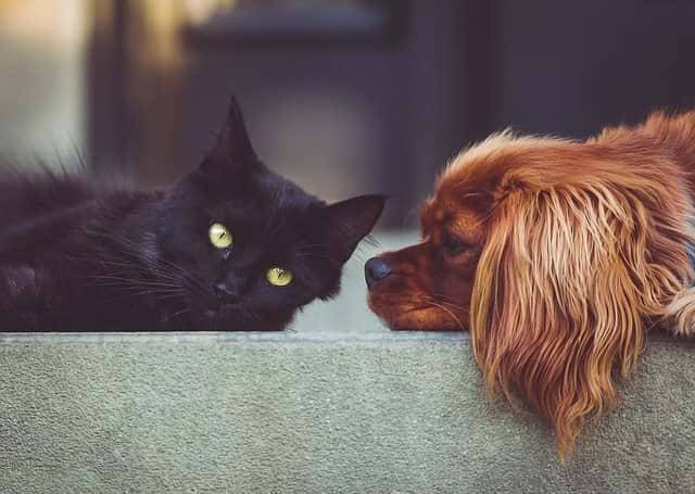 Ученые наконец-то узнали, почему кошки не дружат с собаками - Cursorinfo: главные новости Израиля
