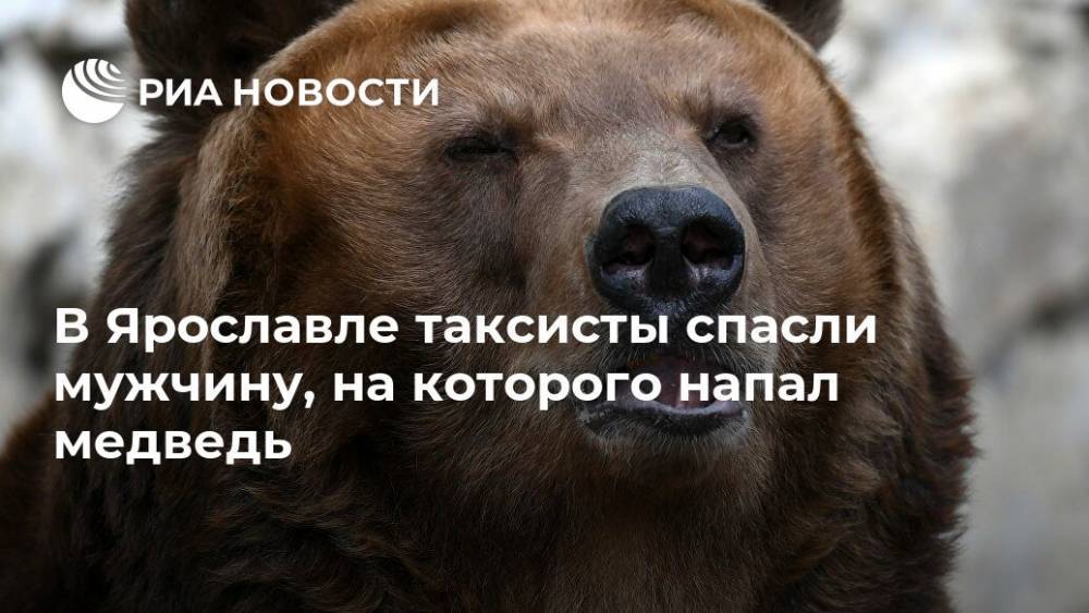 В Ярославле таксисты спасли мужчину, на которого напал медведь
