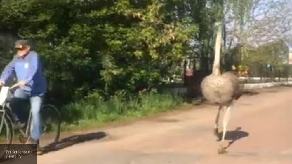 Местные жители засняли на видео погоню страуса за велосипедистом на Украине