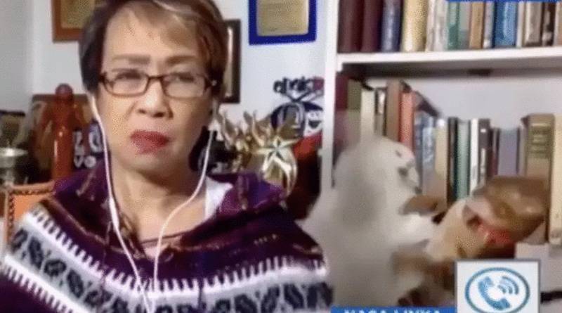 Во время прямого эфира журналистки из дома ее коты устроили впечатляющую драку на заднем плане (видео)