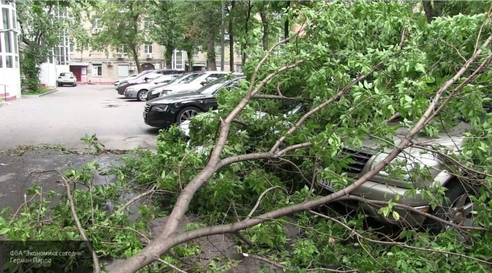 Штормовой ветер повалил деревья в нескольких административных округах Москвы