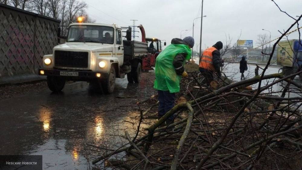 Сильные порывы ветра повалили десятки деревьев в Москве