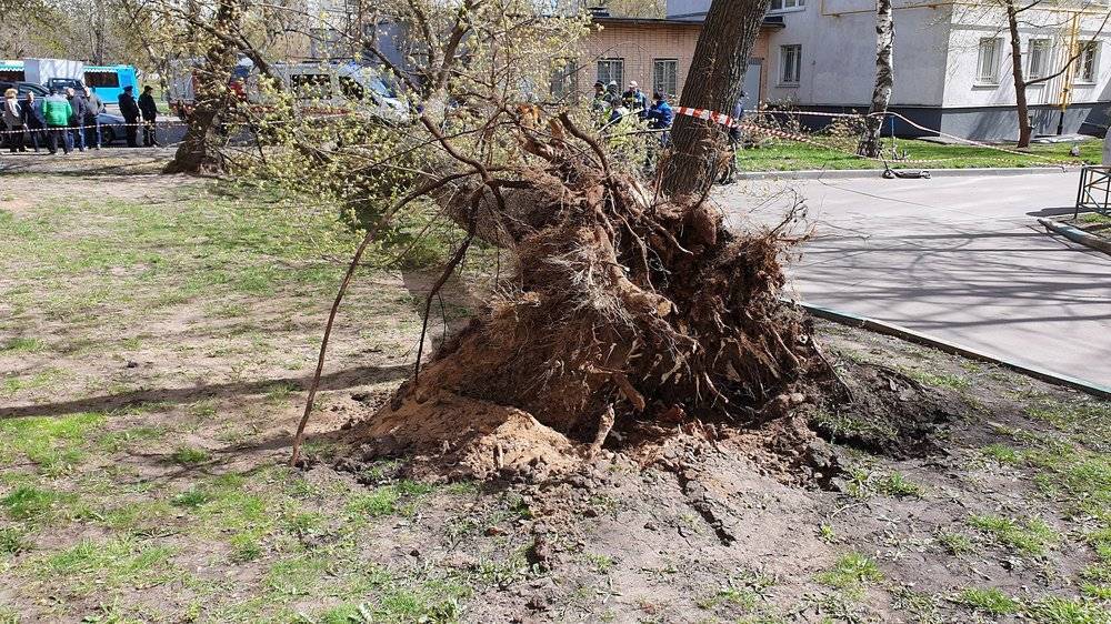 Сильный ветер повалил в Москве 33 дерева