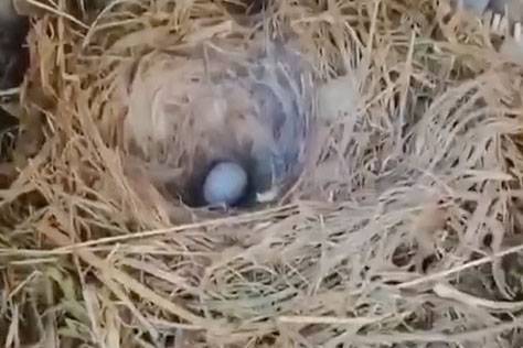 Птицы свили гнездо в машине россиянина, пока он два месяца был в самоизоляции