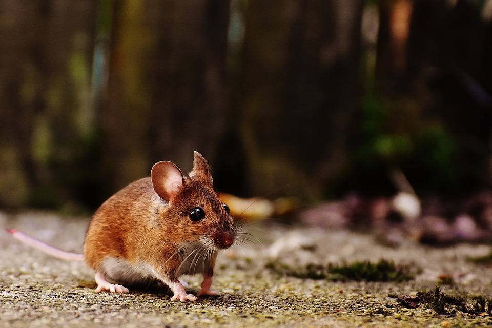Ученые создают гибриды мыши и человека