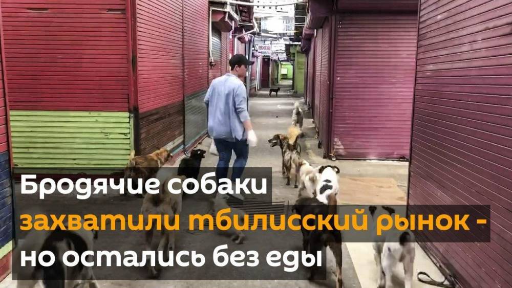 Бродячие собаки захватили тбилисский рынок, но остались без еды - видео