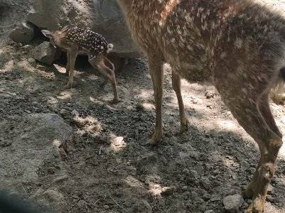 В Ереванском зоопарке появился на свет олененок Бемби
