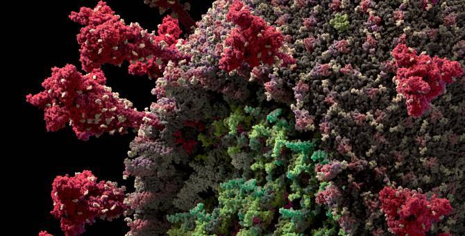 Люди, переболевшие атипичной пневмонией 2003 года, вырабатывают антитела к новому коронавирусу — исследование