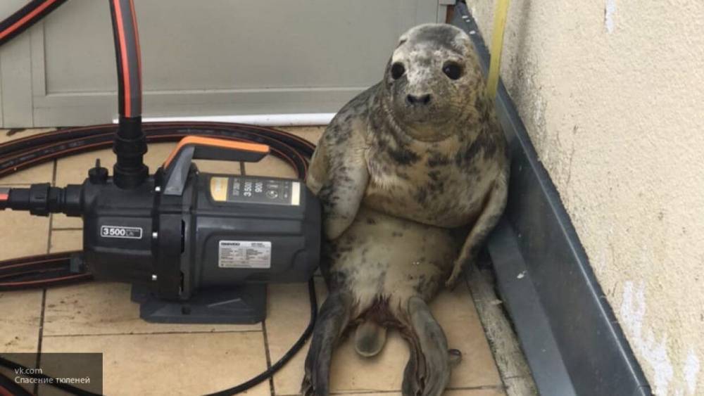 Самка тюленя стала героем мемов после неудачной попытки побега из центра реабилитации