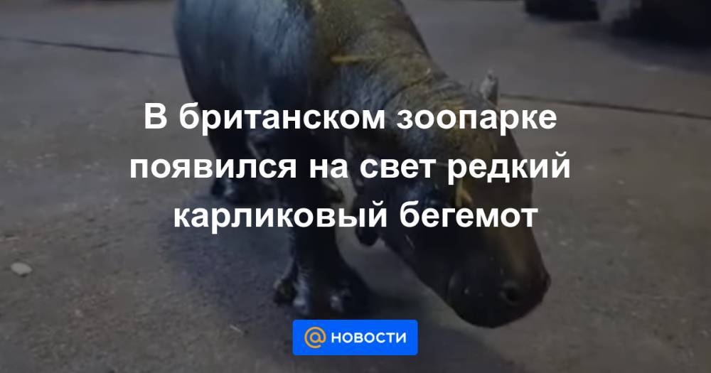 В британском зоопарке появился на свет редкий карликовый бегемот - news.mail.ru - Эссекс