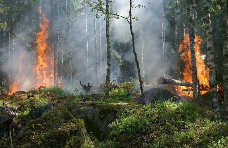 Главную причину лесных пожаров назвали в МЧС России