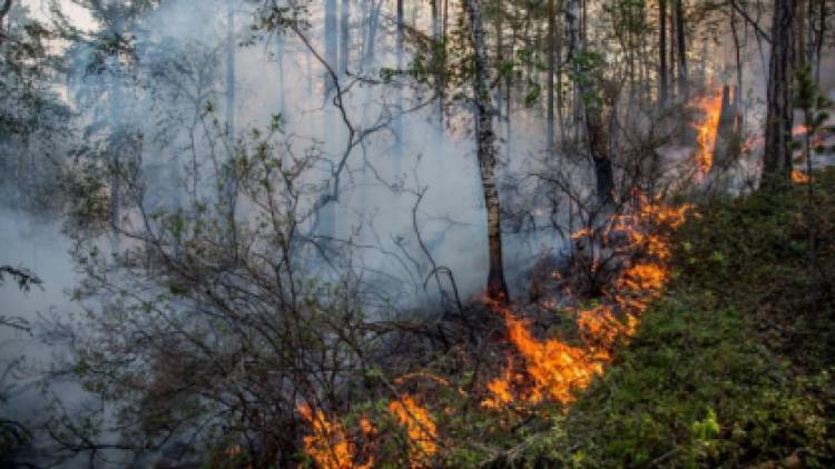 Штрафы не выход. В пресс-центре «Патриота» обсудили предотвращение лесных пожаров