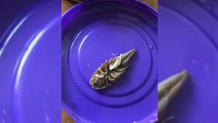 Покупательница обнаружила морского таракана в рыбных консервах
