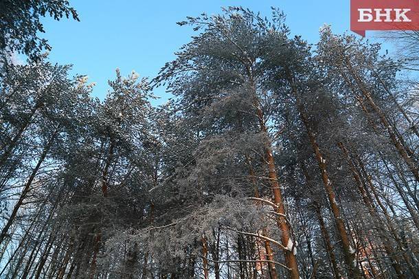 В Печоро-Илычском заповеднике пересчитают деревья