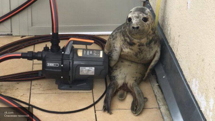 Тюлень стал героем интернета после попытки побега из центра реабилитации