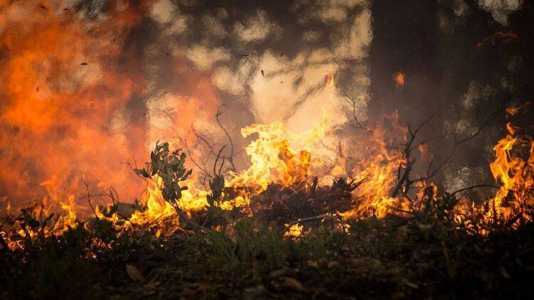 Эколог Миронов снял ответственность за лесные пожары с граждан