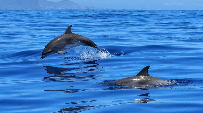 В Калифорнии счастливчики на лодке увидели стаю из 1000 дельфинов (видео)