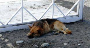Зоозащитники зафиксировали новую волну истребления собак в Сочи