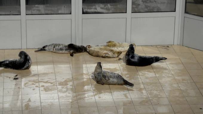 С жителями Петербурга поделились видео отдыхающих тюленей