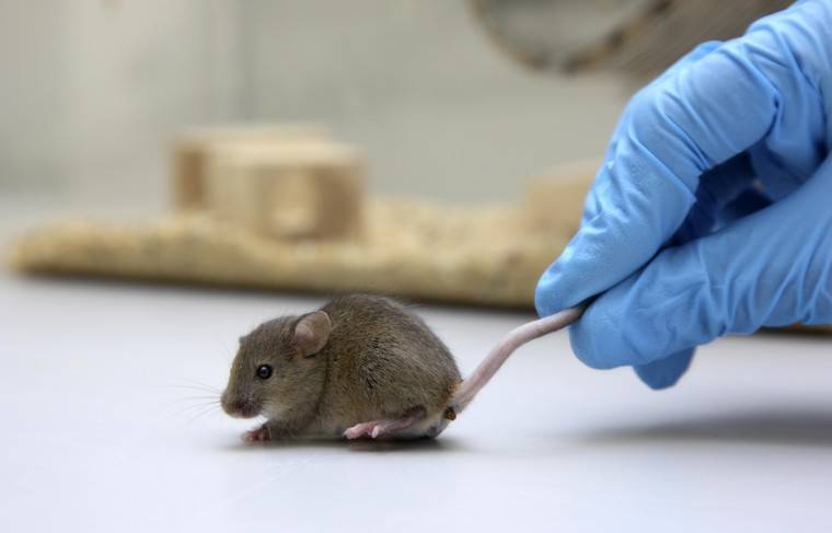 Попова заявила о создании мышей-мутантов для испытания вакцины от COVID-19