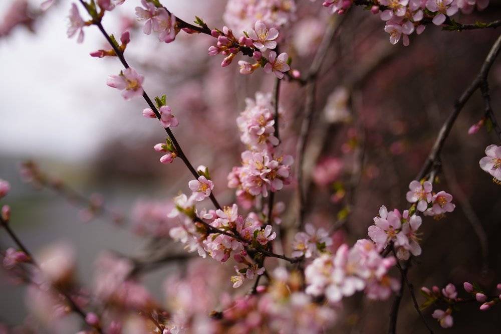 Жители Москвы смогут увидеть цветение сакуры в Бирюлевском дендропарке онлайн