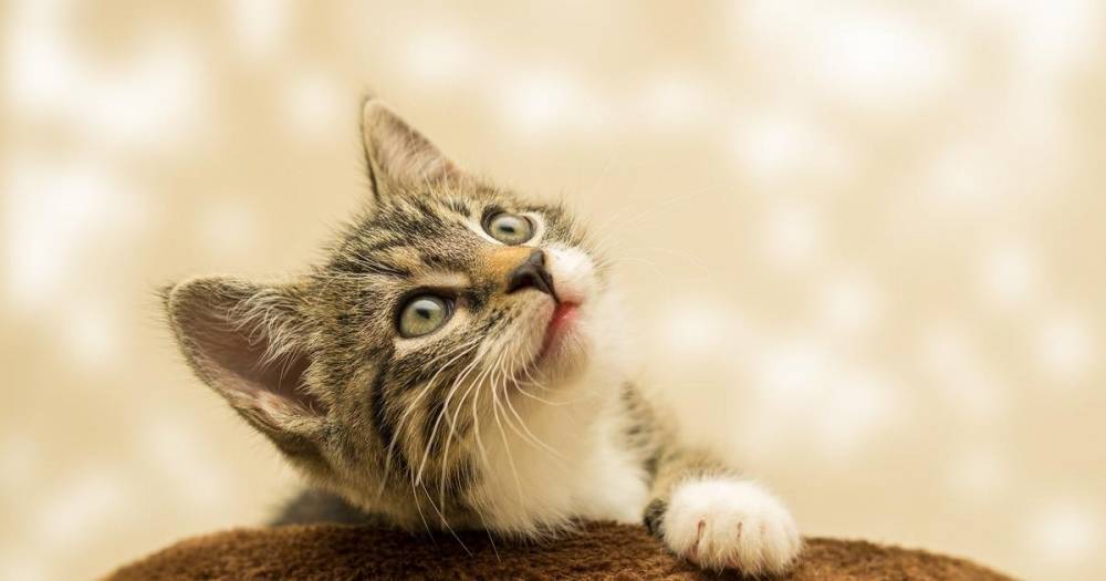 Во Франции впервые выявили коронавирус у кошки