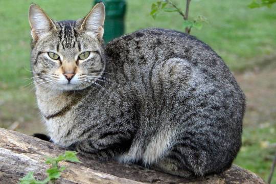 Во Франции кошки начали болеть коронавирусом