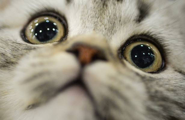 Во Франции выявили первый случай заражения кошки коронавирусом