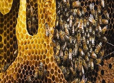 20 мая – Всемирный день пчел