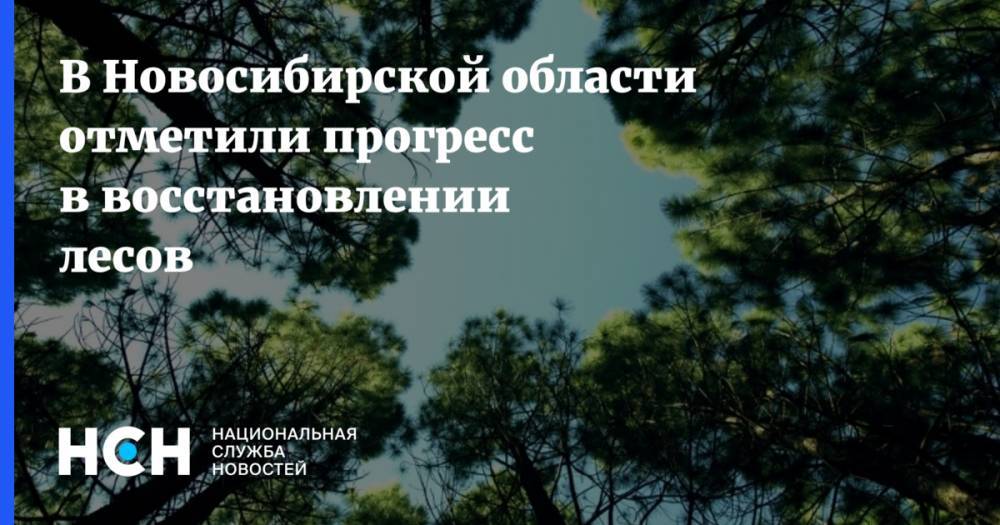 В Новосибирской области отметили прогресс в восстановлении лесов