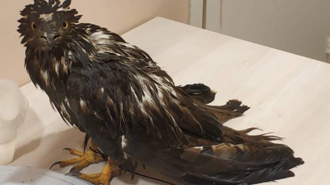 В Михайловском саду спасли краснокнижную птицу от ворон