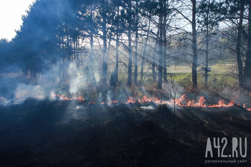 WWF: в 2020 году в Кузбассе леса стали гореть сильнее